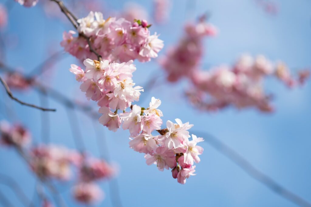 Körsbärsblomningen